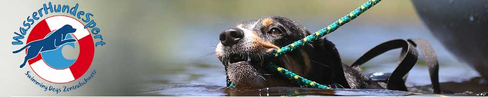 WasserHundeSport Swimming Dogs